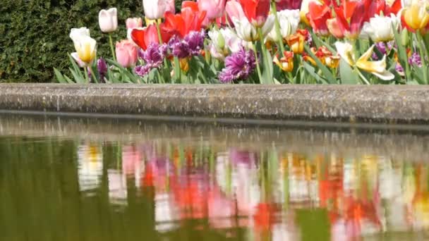 세계적으로 유명한 왕립 공원 Keukenhof에서 여러 가지 빛깔의 검은 색 노란색 빨간색 분홍색 흰색 튤립의 아름다운 혼합 물 반사. 튤립 필드 클로즈 뷰 네덜란드, 네덜란드 — 비디오
