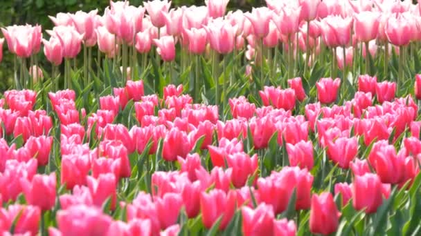 Hermosa mezcla de tulipanes rosados brillantes y blancos en el mundialmente famoso parque real Keukenhof. Campo de tulipán vista de cerca Países Bajos, Holanda — Vídeos de Stock