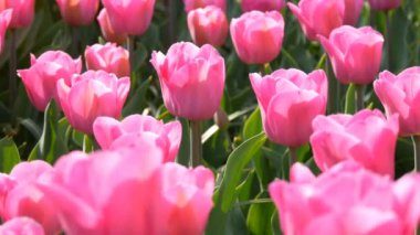 Dünyaca ünlü kraliyet parkı Keukenhof parlak pembe ve beyaz lale güzel karışımı. Lale tarlası yakın görüş Hollanda, Hollanda