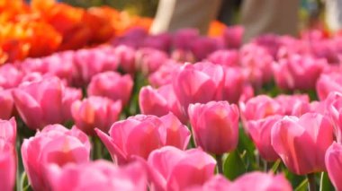 Dünyaca ünlü kraliyet parkı Keukenhof parlak pembe ve beyaz lale güzel karışımı. Lale tarlası yakın görüş Hollanda, Hollanda