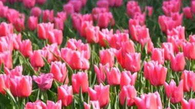 Dünyaca ünlü kraliyet parkı Keukenhof parlak pembe ve beyaz lale güzel karışımı. Lale tarlası yakın görüş Hollanda, Hollanda