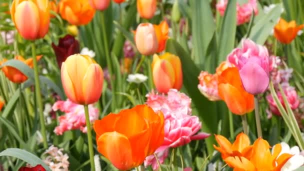 Beautiful mix of multicolored tulips in the world famous royal park Keukenhof. Tulip field close view Netherlands, Holland — Stock Video