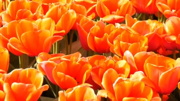 Beautiful mix of bright large orange red tulips in the world famous royal park Keukenhof. Tulip field close view Netherlands, Holland — Stock Video