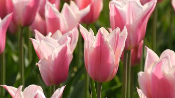 Piękna mieszanka jasnych różowych i białych tulipany w słynnym na całym świecie Parku Królewskiego Keukenhof. Pole tulipan blisko widok Holandia, Holland — Wideo stockowe