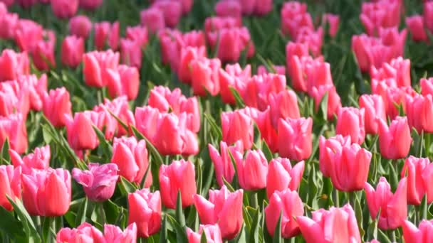 Krásná směs zářivě růžových a bílých tulipány ve světě proslulého královského parku Keukenhof. Pohled na pole Tulipán Nizozemsko, Holandsko — Stock video