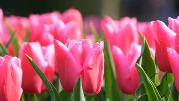 Hermosa mezcla de tulipanes rosados brillantes y blancos en el mundialmente famoso parque real Keukenhof. Campo de tulipán vista de cerca Países Bajos, Holanda — Vídeo de stock