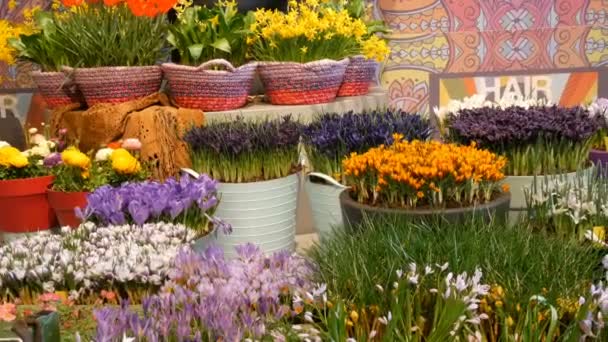 Лиссе, Нидерланды - 22 апреля 2019 года: Необыкновенная красивая цветочная экспозиция различных весенних цветов в павильоне на выставке цветов в Кеукенхофе, Голландия — стоковое видео