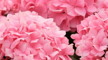 Keukenhof Park, Hollanda'da sergide güzel pembe taze çiçekler