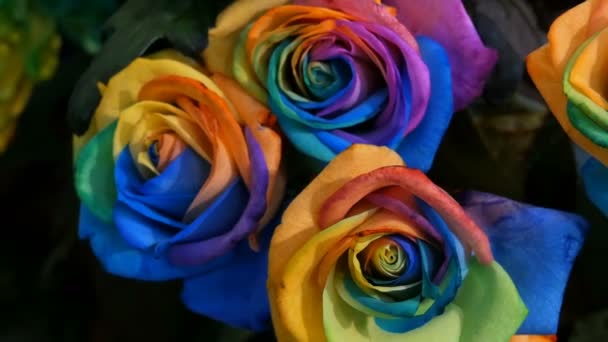 Mooie ongebruikelijke interessante multi-gekleurde regenboog pioenrozen, madeliefjes, rozen. Selectie van bloemen, ongebruikelijke bloem kleur — Stockvideo