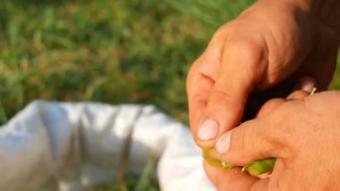 Bir erkek çiftçinin elleri pod birçok taze hasat yeşil bezelye kabuk bezelye tutun. Organik tarımdan sağlıklı bitkisel gıda