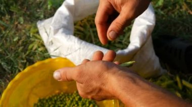 Bir erkek çiftçinin elleri pod birçok taze hasat yeşil bezelye kabuk bezelye tutun. Organik tarımdan sağlıklı bitkisel gıda