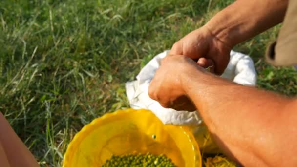 一个男农的手拿着许多刚收获的绿色豌豆豆壳豌豆从豆子。来自有机农业的健康蔬菜食品 — 图库视频影像