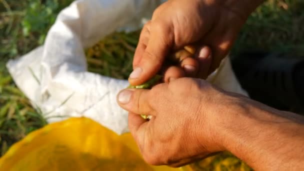 Las manos de un agricultor macho tienen muchas vainas de guisantes verdes recién cosechadas guisantes de concha de vaina. Alimento vegetal saludable de la agricultura ecológica — Vídeos de Stock