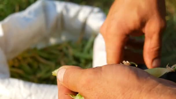 Руки мужчины фермера держат много свежесобранного зеленого гороха стручки гороха из стручки. Здоровые овощные продукты от органического сельского хозяйства — стоковое видео