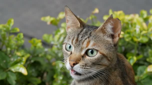 Gatto senzatetto a strisce con orecchio strappato sullo sfondo di erba verde — Video Stock