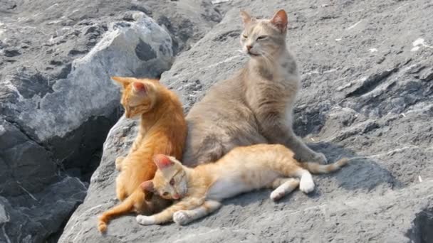 Gato gris grande sin hogar y sus gatitos rojos jugando en piedras. Hermosos gatitos sin hogar que viven en la calle. El cuidado de los animales sin hogar — Vídeos de Stock