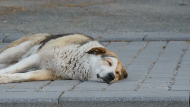 A large stray street dog sleeps on the street and twitches its muzzle, nose and paws in dream close up view — Stock Video