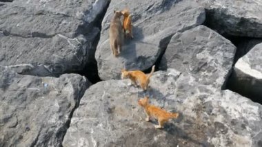 Evsiz büyük gri kedi ve kırmızı kedi yavruları taşlarla oynuyorlar. Sokakta yaşayan güzel evsiz yavru kediler. Evsiz hayvanların bakımı