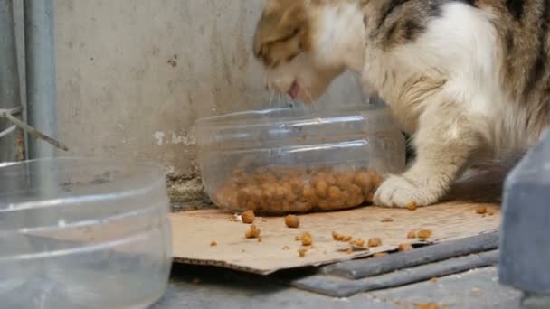 En herrelös hemlösa katt äter torr kattmat i speciella plast skål närbild View — Stockvideo