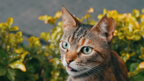 Gato de rayas sin hogar con oreja desgarrada contra el fondo de hierba verde — Vídeos de Stock