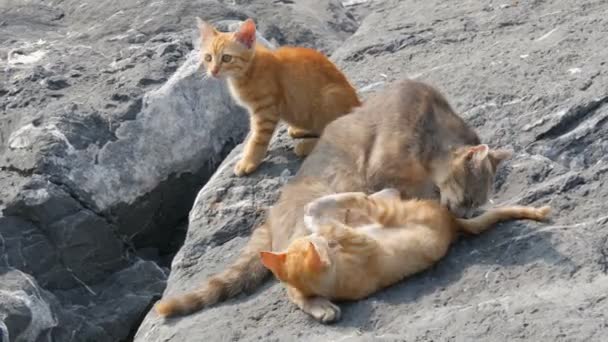 Gato gris grande sin hogar y sus gatitos rojos jugando en piedras. Hermosos gatitos sin hogar que viven en la calle. El cuidado de los animales sin hogar — Vídeo de stock