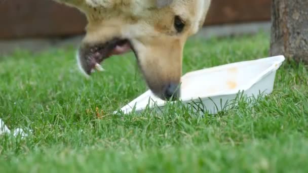 Бездомная голодная уличная собака ест еду, оставленную людьми в коробке на улице — стоковое видео