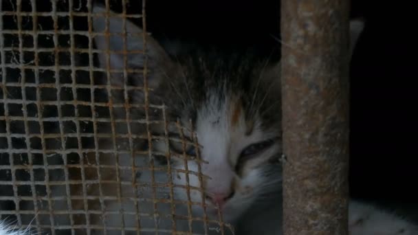 Hemlösa trött hungrig övergiven loppor katt tittar genom barerna i källaren i kameran — Stockvideo