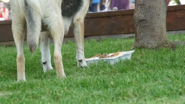 Evsiz aç sokak köpeği sokakta kutusunda insanlar tarafından bırakılan yiyecek yeme — Stok video