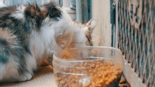 Bir sokak evsiz kedi özel plastik kase yakından görünümünde kuru kedi maması yiyor — Stok video