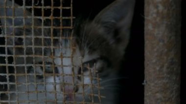 Evsiz yorgun aç terk edilmiş pire kedi kameraya bodrum barlar üzerinden bakar