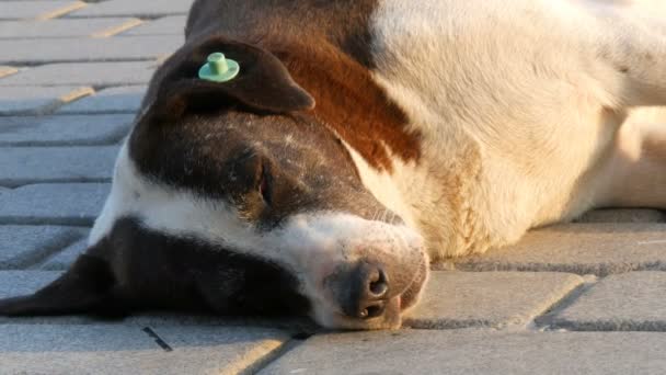 Ein großer streunender Straßenhund schläft auf der Straße und zuckt mit Schnauze, Nase und Pfoten in traumhafter Großaufnahme — Stockvideo