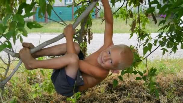 El niño sucio divertido rubio de cinco años colgado en una rama de árbol en el campo un día de verano. Niño en la naturaleza — Vídeo de stock