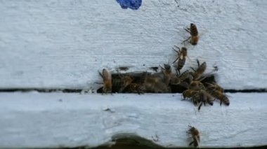 Arılar uçup bene kovanına uçarlar. Arılar nektar'ı bala dönüştürür. Konsept bal tarımı