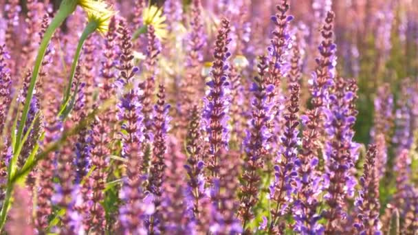 Lavendel plant groeit in de zomer — Stockvideo