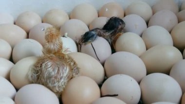 Yumurtadaki tavuk kabuğu kırmaya çalışıyor. Özel tarım kuluçka sında yeni doğan tavuklar. Çiftlikte yumurtadan çıkan tavuk
