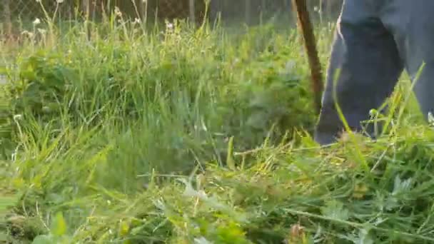 Sterke man boer maait een groen gras met de hand zeis op de achtergrond van de ondergaande zon. Hooioogst — Stockvideo