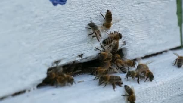 Las abejas vuelan hacia el blanco de la colmena. Las abejas convierten el néctar en miel. Concepto miel agricultura — Vídeo de stock