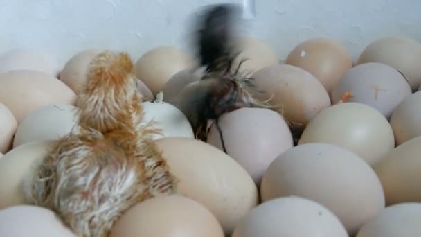 A galinha no ovo move-se tentando romper a casca. Galinhas recém-nascidas em incubadora agrícola especial. Frango que eclode do ovo na fazenda — Vídeo de Stock