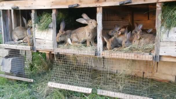 Много разных кроликов в клетке на ферме — стоковое видео