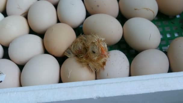 De kip in de Egg beweegt proberen te breken door de schelp. Pasgeboren kippen in speciale agrarische incubator. Kip broedeieren van ei op boerderij — Stockvideo