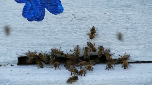 Bijen vliegen uit en vliegen in het wit de Bijenkorf. Bijen zetten nectar om in honing. Concept honing landbouw — Stockvideo