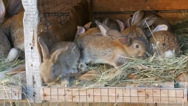 Veel verschillende konijnen in kooi op de huis boerderij — Stockvideo