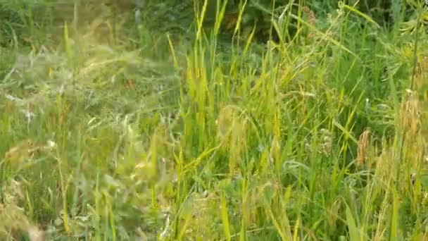 Hombre fuerte agricultor corta una hierba verde con la guadaña de mano en el fondo del sol poniente. cosecha de heno — Vídeo de stock