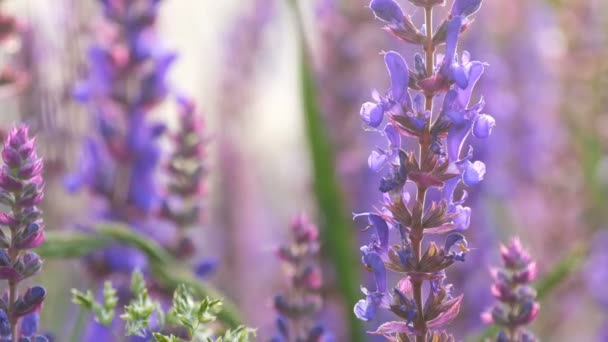 Lavendel plant groeit in de zomer — Stockvideo