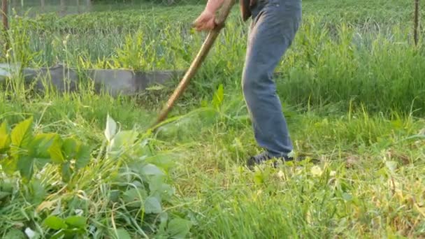 Strong man farmer mows a green grass with hand scythe on the background of the setting sun. Hay harvest — Stock Video