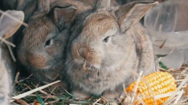 Güzel komik küçük genç tavşan yavruları ve anneleri çiftlikte bir kafeste ot yemek.