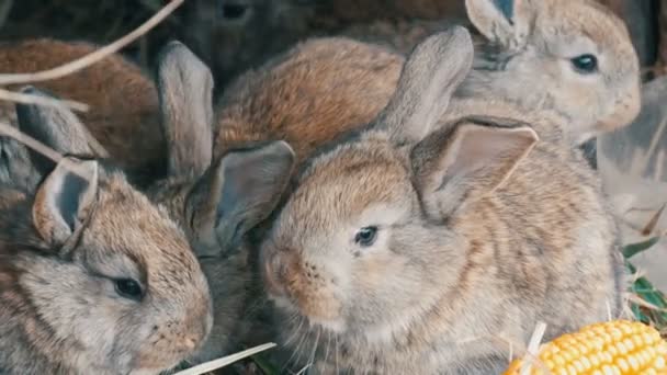 Beautiful funny little young rabbit cubs and their mom eat grass in a cage on farm. — Stock Video