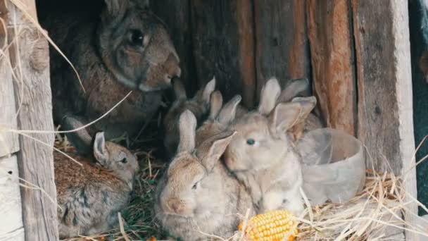 Όμορφα αστεία μικρά μικρά κουνέλια και η μαμά τους τρώνε γρασίδι σε ένα κλουβί στο αγρόκτημα. — Αρχείο Βίντεο