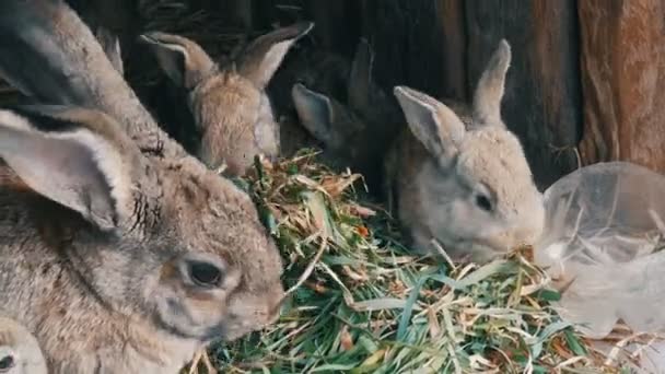Hermoso divertido pequeño conejo cachorros y su mamá comer hierba en una jaula en la granja . — Vídeo de stock