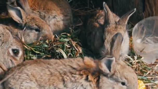 Bella divertente piccolo cuccioli di coniglio e la loro mamma mangiare erba in una gabbia in azienda agricola . — Video Stock